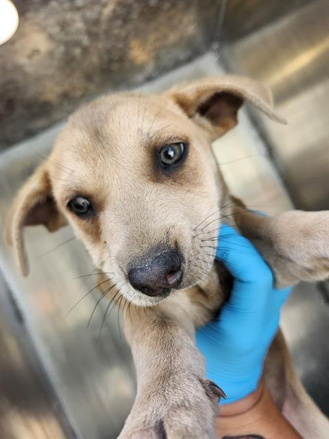 TINA - American Staffordshire Terrier available for adoption