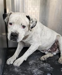 SPOTS RUBIO - Photo 1