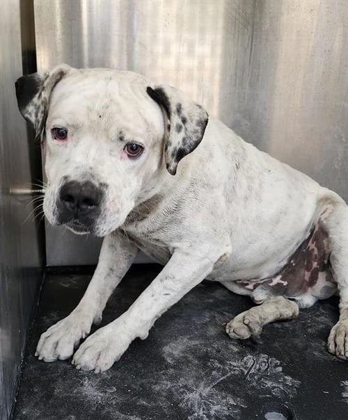 SPOTS RUBIO - American Staffordshire Terrier available for adoption