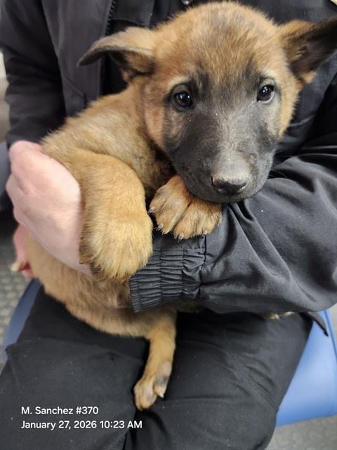 RICKON - Belgian Shepherd Malinois available for adoption