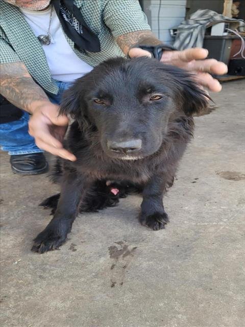 VENOM - Flat-coated Retriever available for adoption
