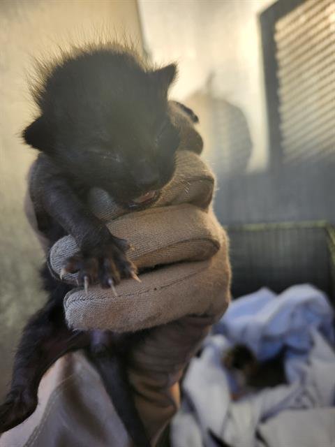 AMBER - Domestic Short Hair available for adoption