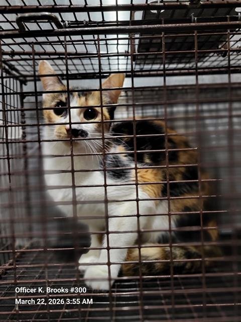 A799786 - Domestic Short Hair available for adoption