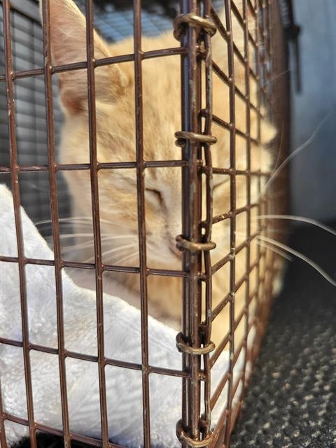 EGNA - Domestic Medium Hair available for adoption