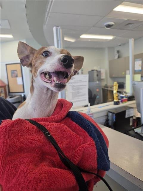 ANDY - Rat Terrier available for adoption