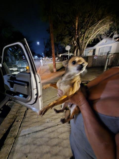 THEO - Chihuahua available for adoption