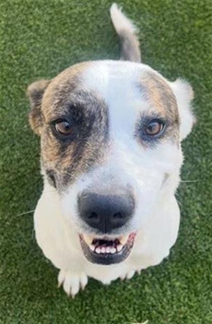 DORY - American Staffordshire Terrier available for adoption