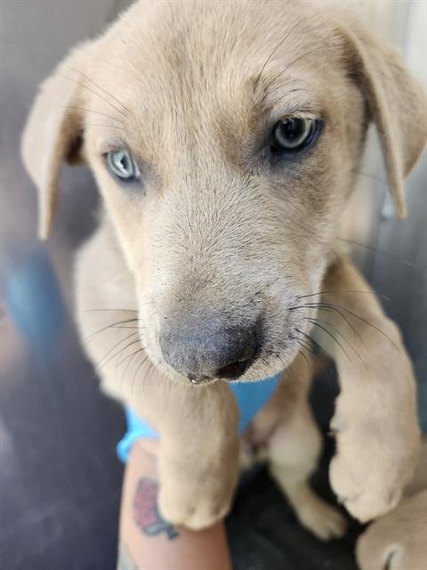 TONY - American Staffordshire Terrier available for adoption