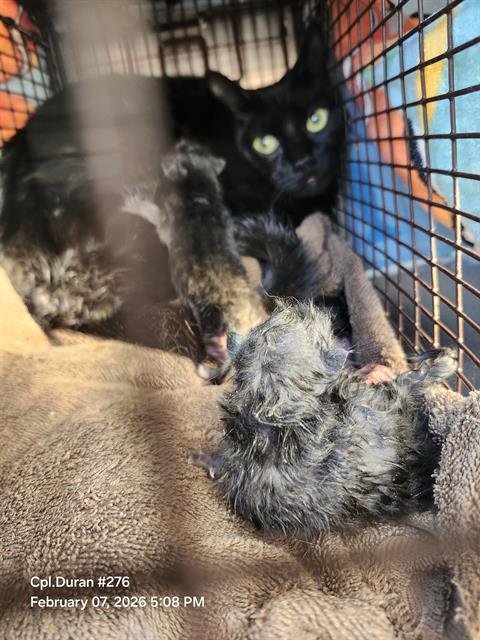 TOOTIE - Domestic Short Hair available for adoption