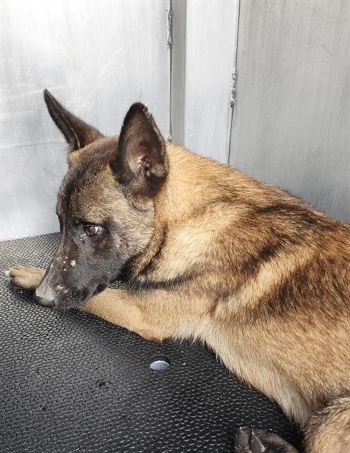 BEETLE - Belgian Shepherd Malinois available for adoption
