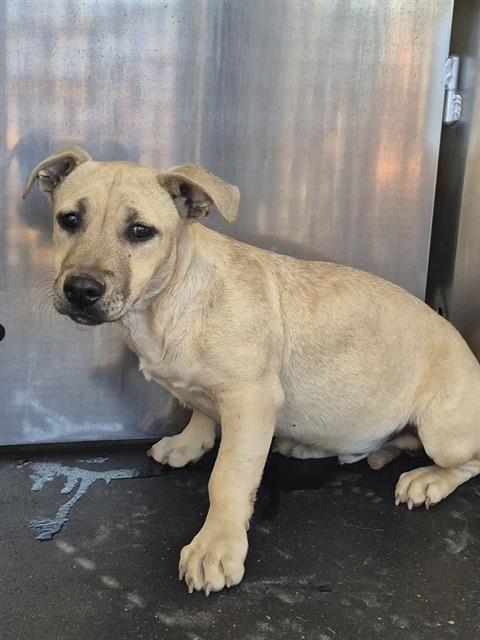 DOM E. NOSE - Labrador Retriever available for adoption