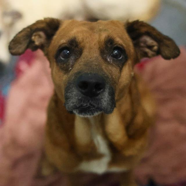 REGGIE - Rhodesian Ridgeback available for adoption