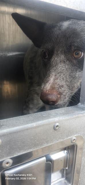 A793646 - Australian Cattle Dog/Blue Heeler available for adoption