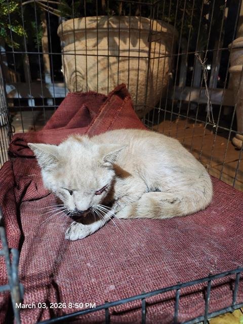 TROOPER - Domestic Short Hair available for adoption