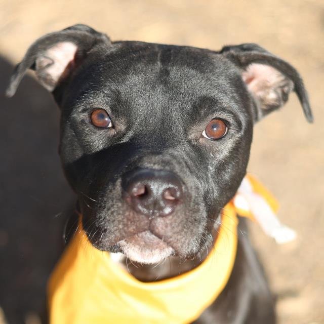 BUBBA - American Pit Bull Terrier available for adoption
