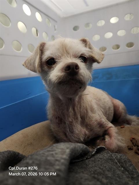 STORMIE - Terrier available for adoption