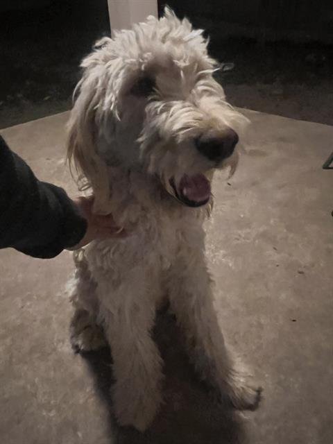 WEMBY - Terrier available for adoption