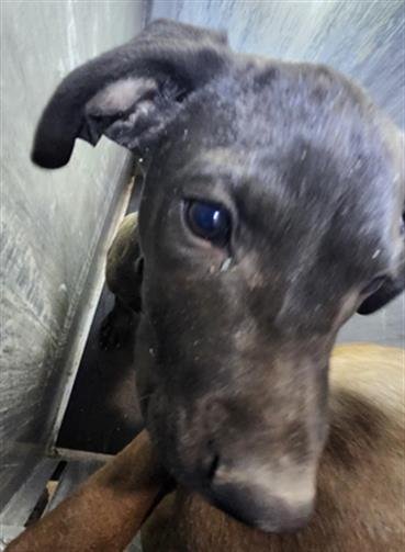 CHOCO - Labrador Retriever available for adoption