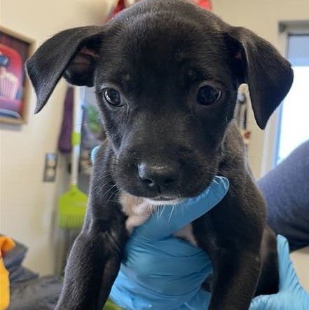 PUP 3 - American Staffordshire Terrier available for adoption