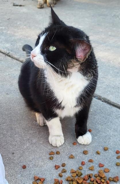 BUD - Domestic Short Hair available for adoption