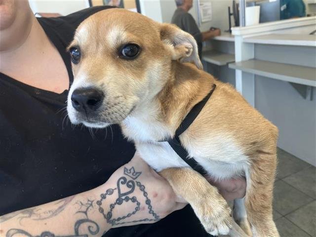 ANGIE - Labrador Retriever available for adoption