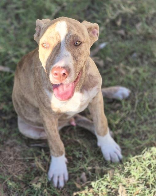 BAYVIL - Staffordshire Bull Terrier available for adoption