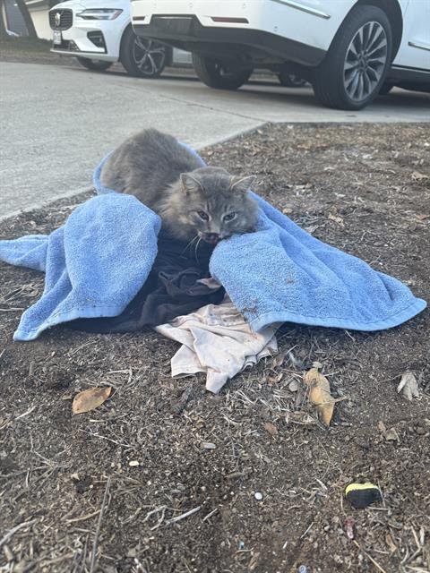 PEPPER - Domestic Medium Hair available for adoption