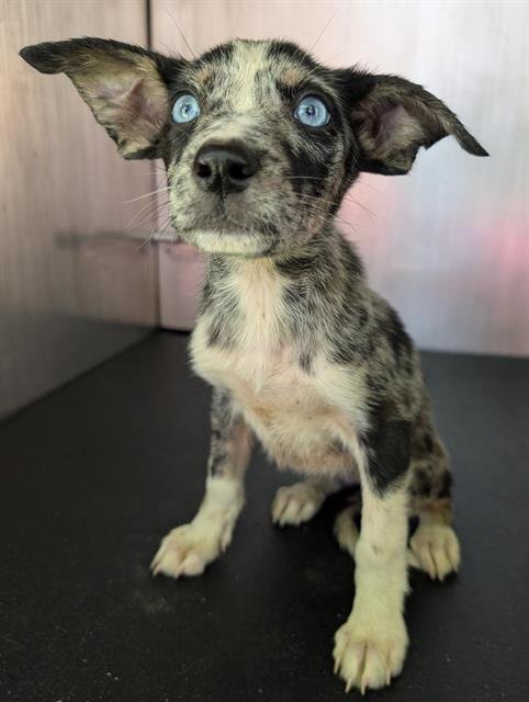 AKITA - Australian Shepherd available for adoption