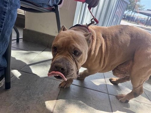 TRIDENT - American Staffordshire Terrier available for adoption