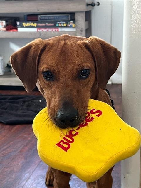 BEXAR - Rhodesian Ridgeback available for adoption