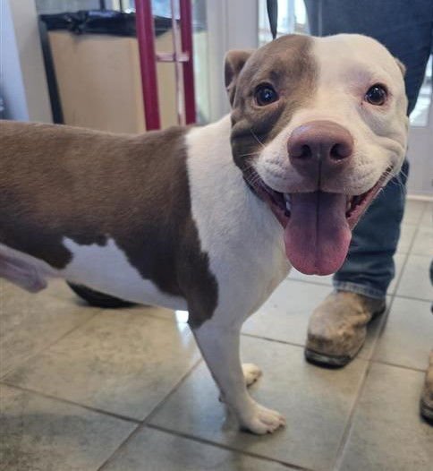 SPIDEY - American Pit Bull Terrier available for adoption