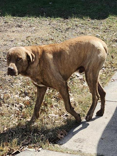 A793021 - American Staffordshire Terrier available for adoption