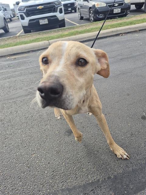 AVIERY - Labrador Retriever available for adoption