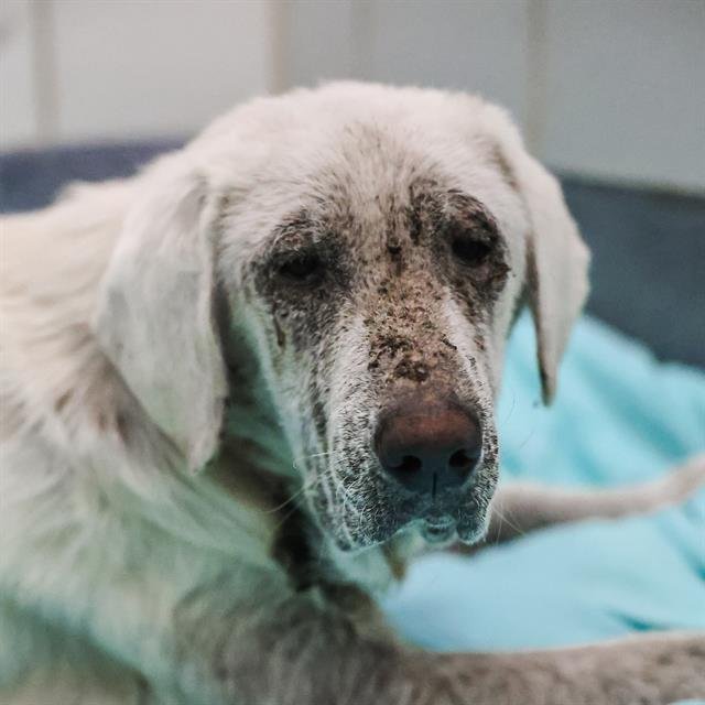BERTIE - Labrador Retriever / Great Pyrenees available for adoption