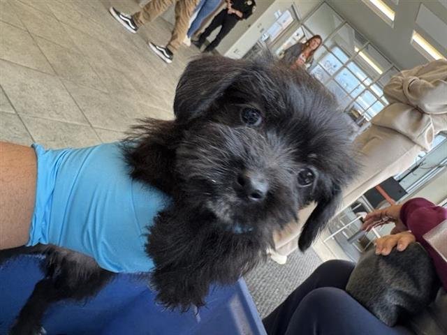 PRINCESS AURORA - Scottish Terrier Scottie available for adoption