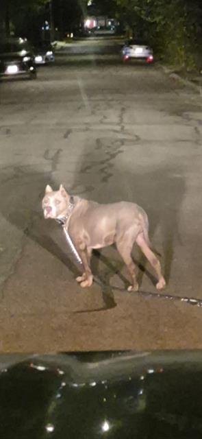 BOBA FETCH - American Staffordshire Terrier available for adoption