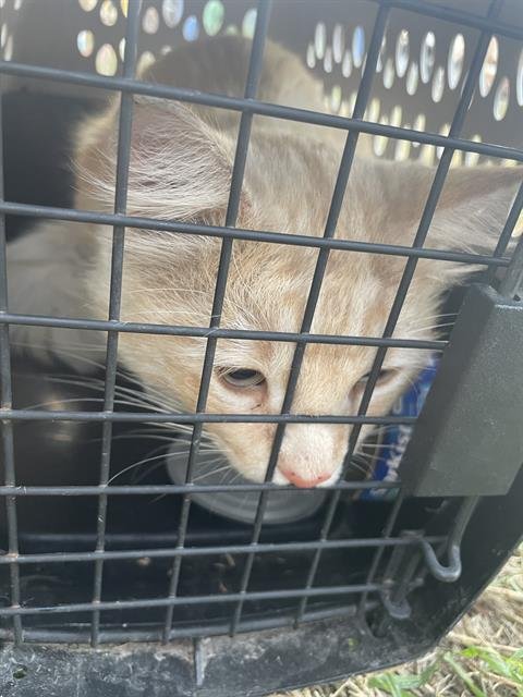 A797533 - Domestic Medium Hair available for adoption