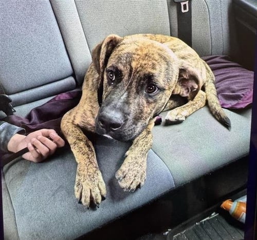 BRUTUS - Plott Hound available for adoption