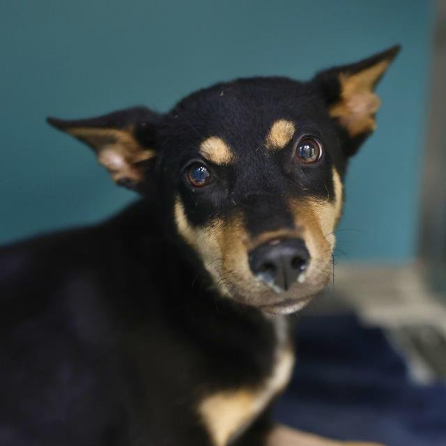 SENORITA - Miniature Pinscher available for adoption