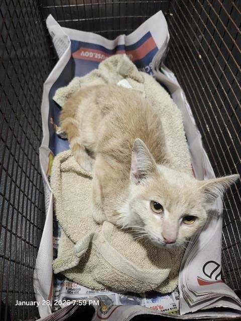 BISCUITS - Domestic Short Hair available for adoption