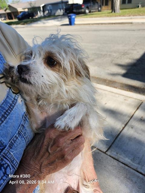 KING DAVID - Scottish Terrier Scottie available for adoption