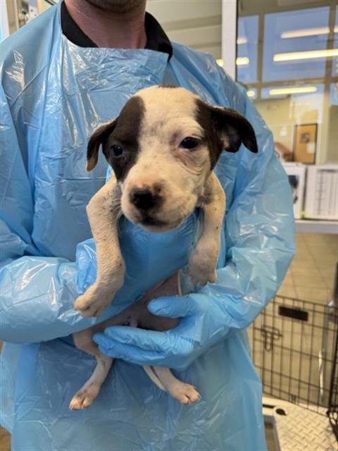 A799509 - Chihuahua available for adoption