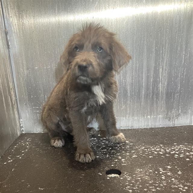 THOR - Scottish Terrier Scottie available for adoption