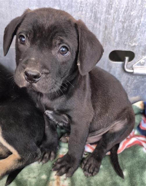 BERNIE - Terrier available for adoption