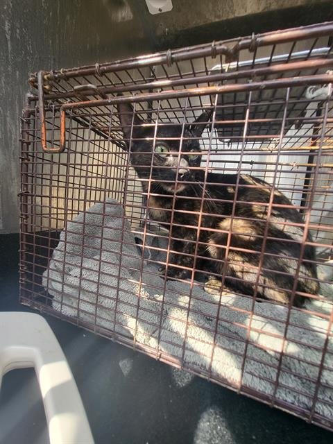 BRAE - Domestic Short Hair available for adoption