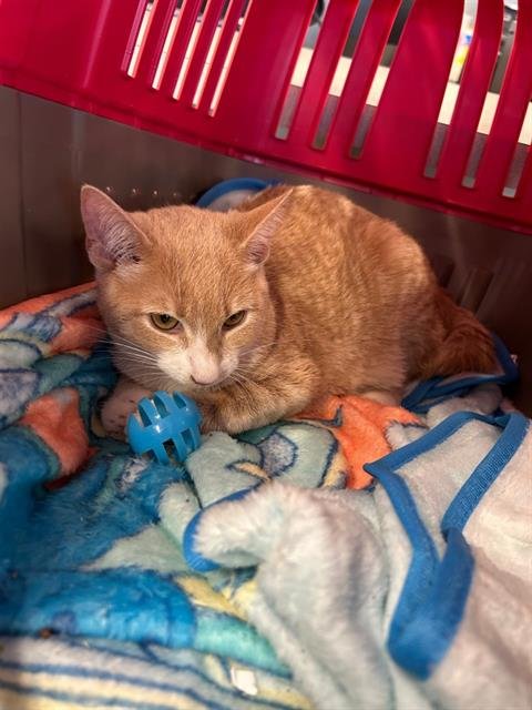 PUMPKIN - Domestic Short Hair available for adoption