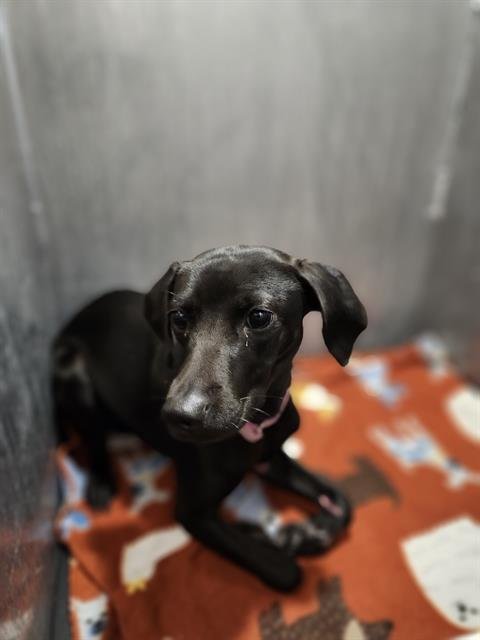 THELMA - Dachshund available for adoption