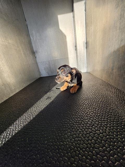 SILVER - Chihuahua available for adoption