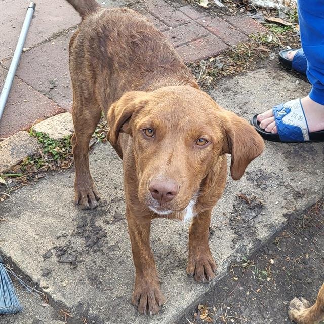 THRAGG - Labrador Retriever available for adoption