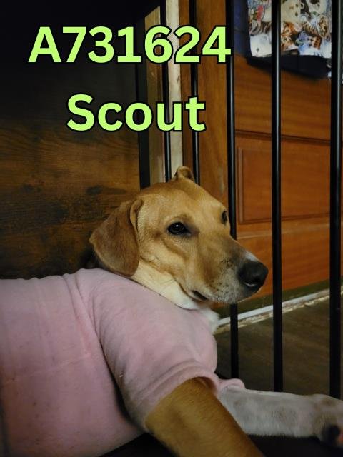 SCOUT - Hound available for adoption